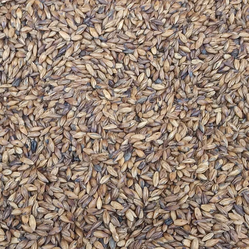 Barley Tea or Kombucha: A Practical Canadian Showdown for Your Kitchen Counter