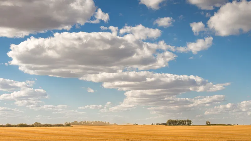 Same Grain, Different Story: What Canadian Prairie Barley Brings to Your Cup That Imports Simply Can't