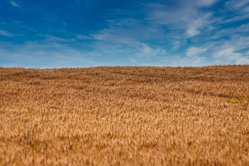 Why Canadian Soil Makes All the Difference in Your Barley Tea Cup