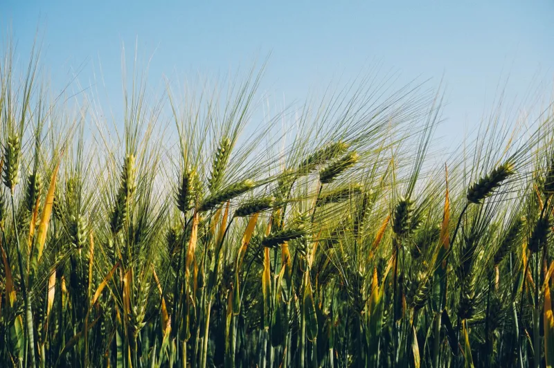 Last Call for Waste: How Canadian Craft Breweries Are Turning Spent Grain Into Your Next Favourite Tea