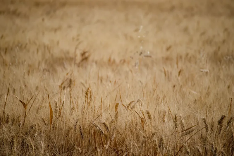 Grain That Almost Got Away: The Prairie Story Behind Canada's Most Unexpected Wellness Drink