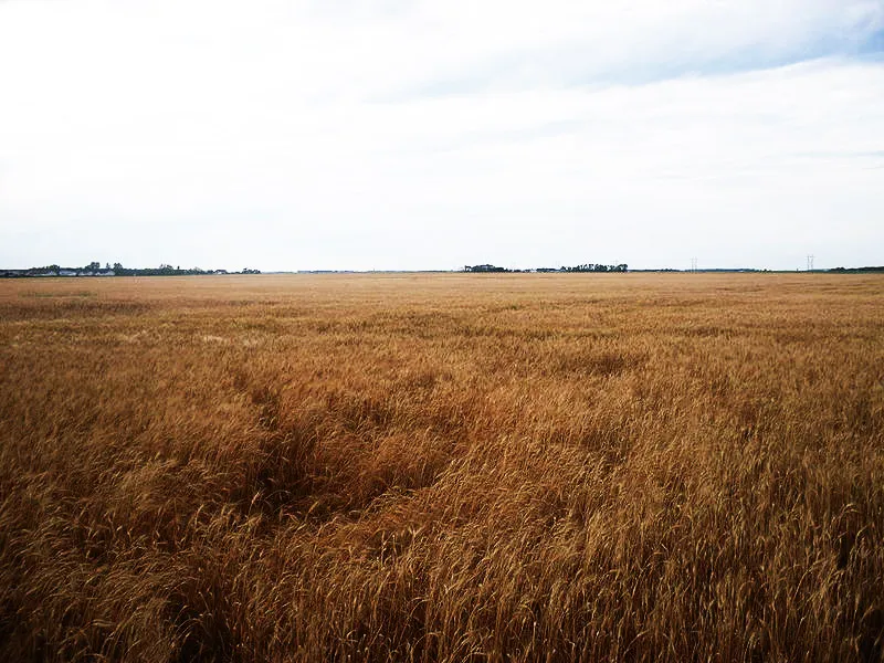 Prairie Roots in Every Sip: The Canadian Farmers Reviving Heritage Barley for Your Cup